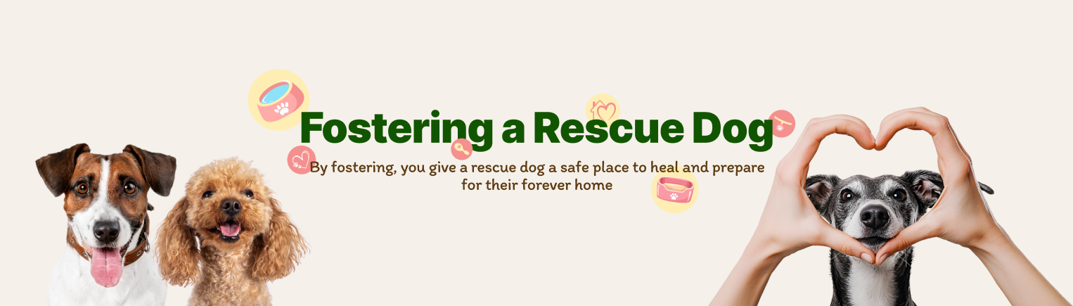 Fostering a Rescue Dog Hero